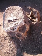 Der verlagerte Schädel wurde auf einen Armknochen aufgespießt, desgleichen der Unterkiefer (rechts).