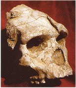 Der Gesichtsschädel aus der Aragohöhle bei Tautavel ist etwa 450 bis 500 000 Jahre alt (Lit. 9, S. 15, Abb. 11).